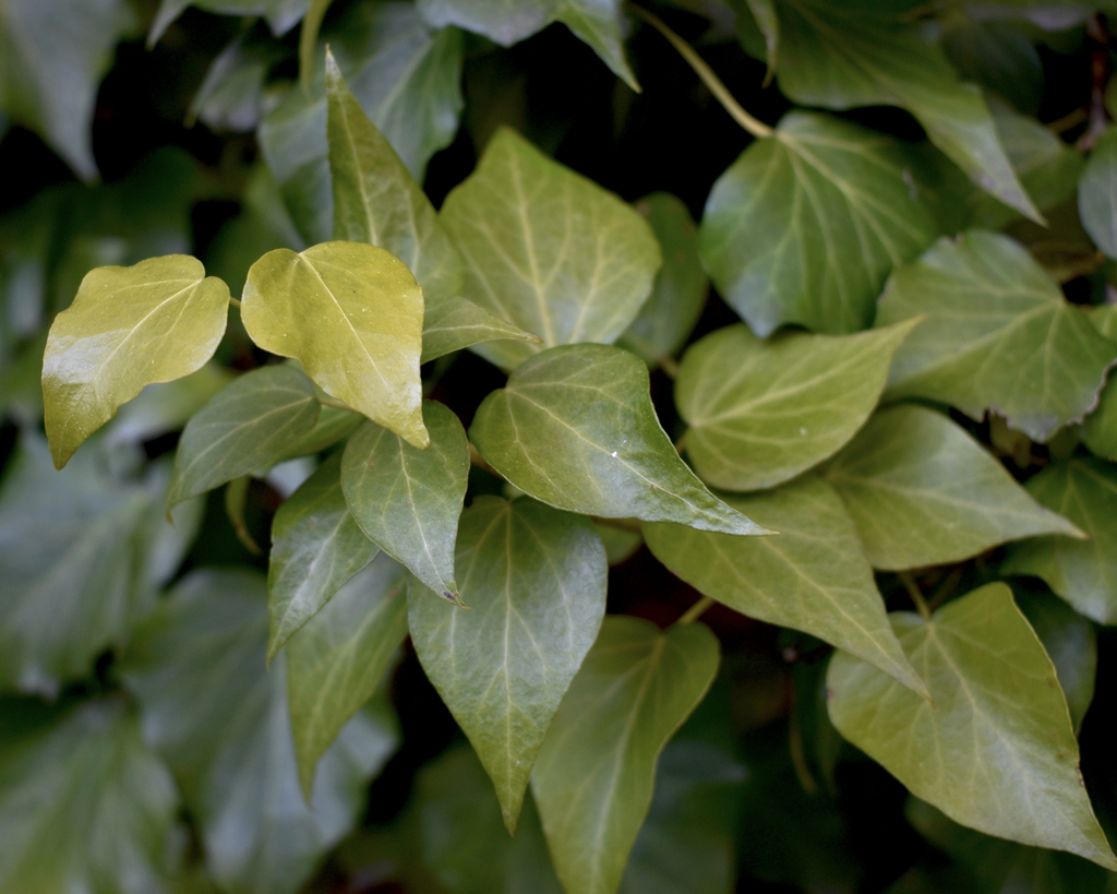 'Gold Craftsman' Leaves - Wake Co., NC
