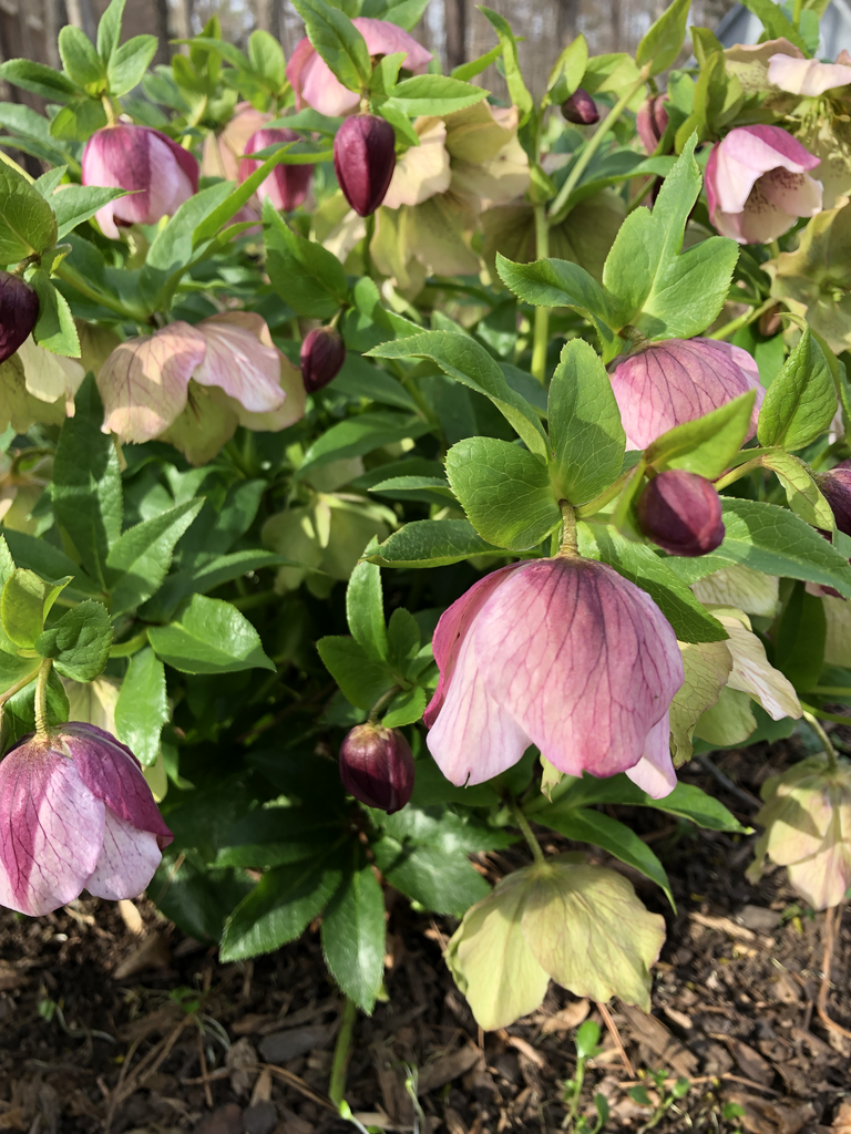 Graines De Fleurs Helleborus (Rose De Noël) - Mélange De Couleurs, Sachet De 5 Graines