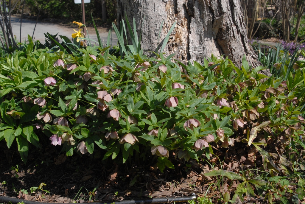 Helleborus orientalis