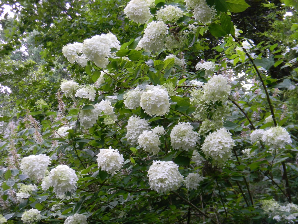 Hydrangea paniculata 'Limelight'