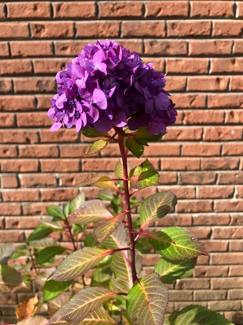 Hydrangea