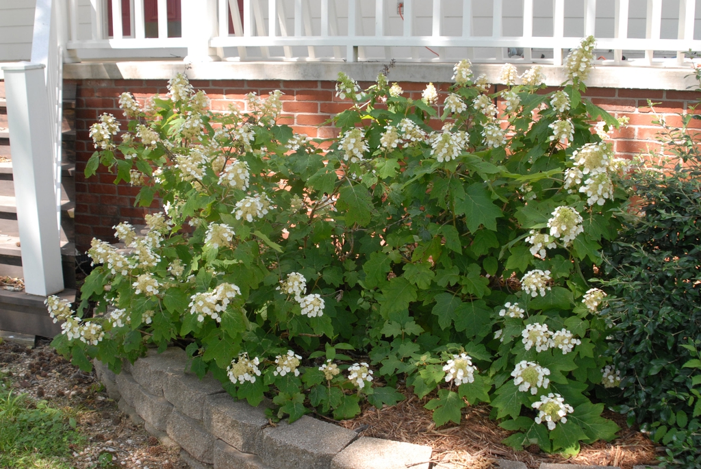 Hydrangea quercifolia Form