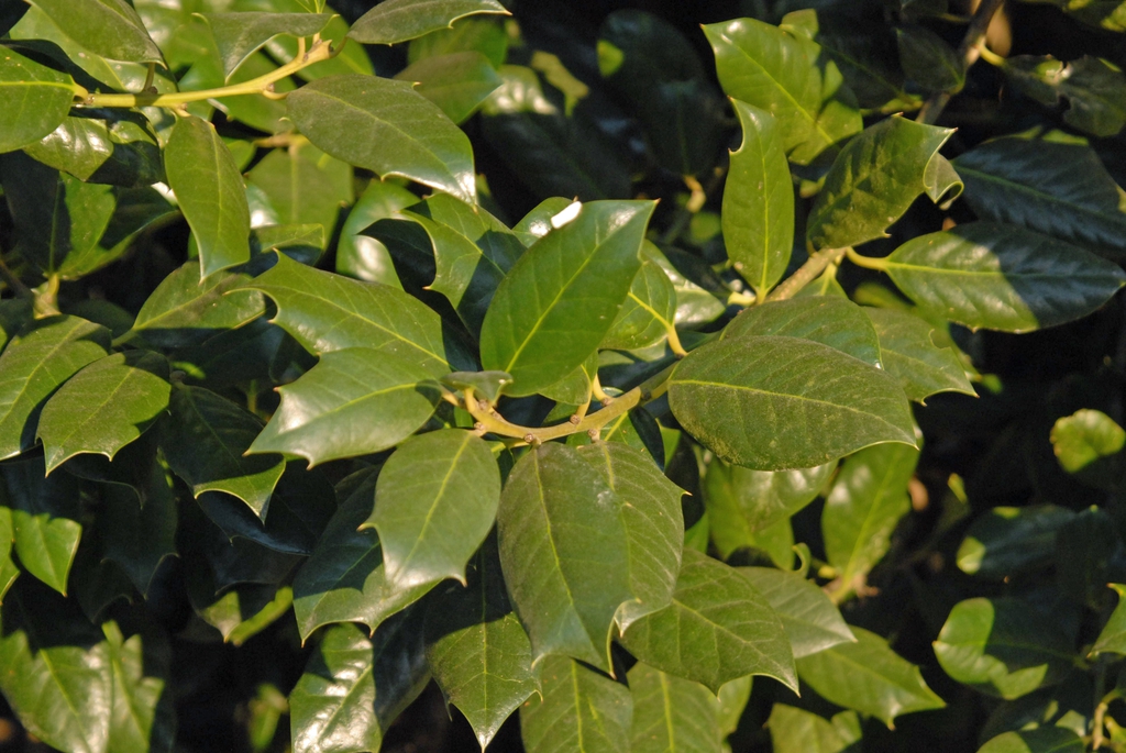 Leaf Detail