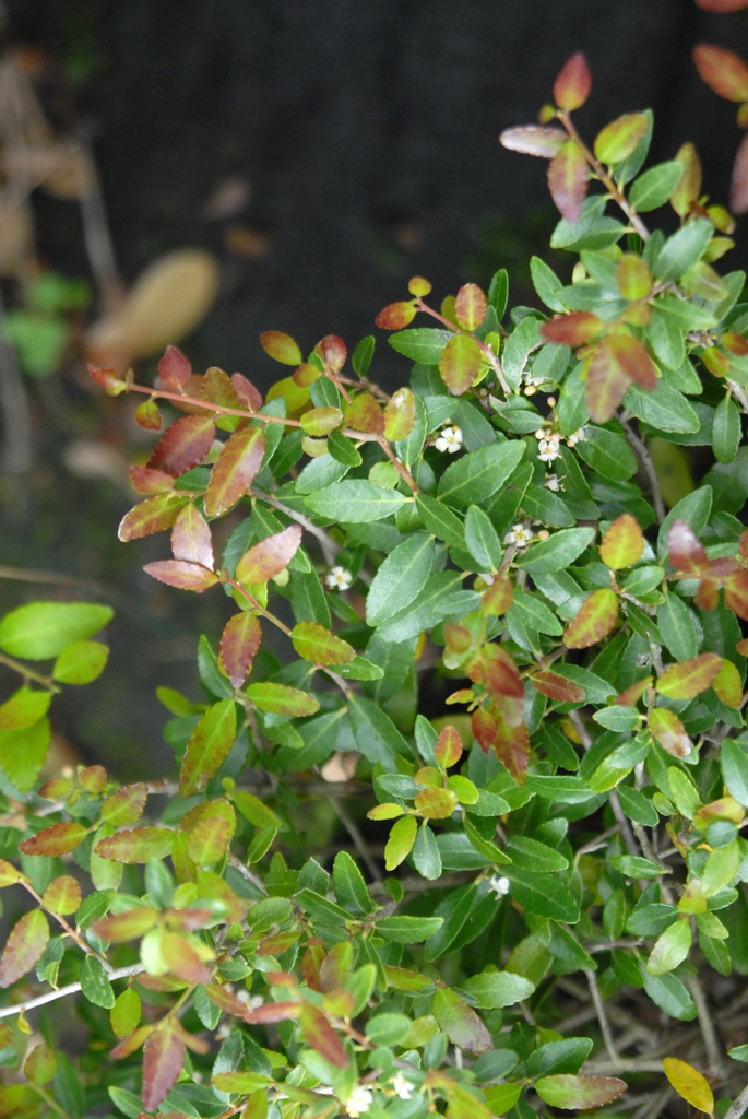 Ilex vomitoria 'Bordeaux' Leaves