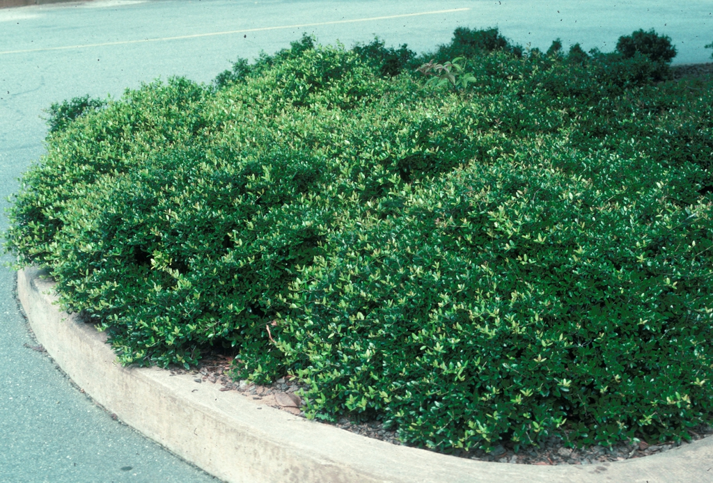 Ilex vomitoria 'Nana' Form