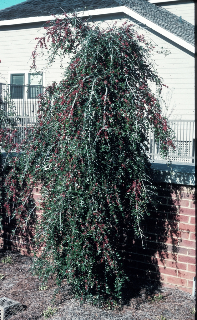 Ilex vomitoria 'Pendula' Form with Fruit