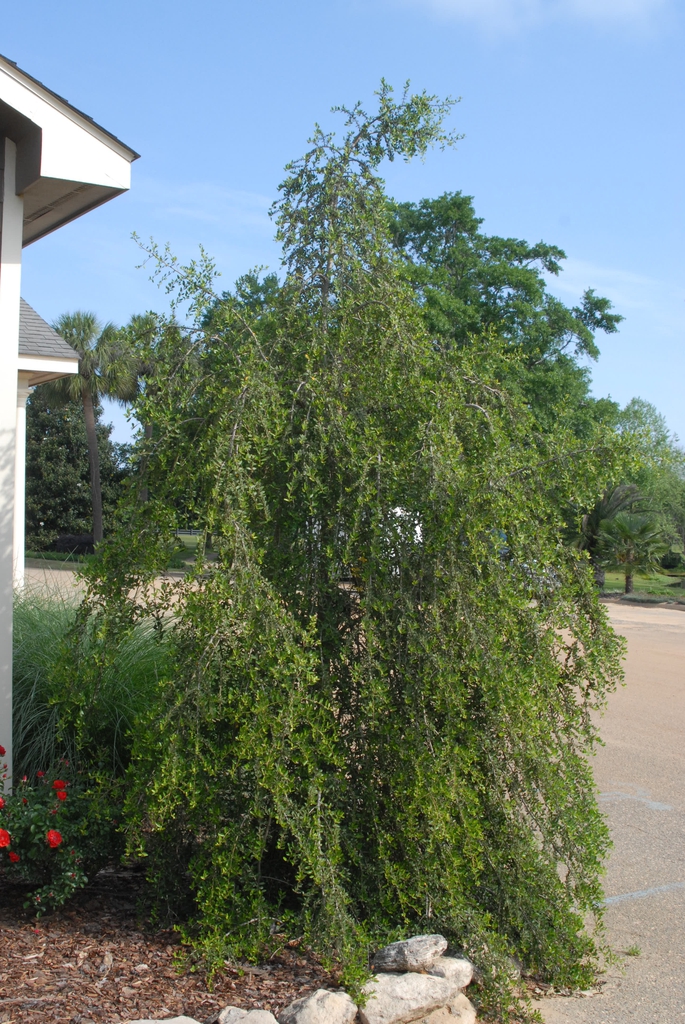 Ilex vomitoria (Yaupon, Yaupon Holly) | North Carolina Extension ...