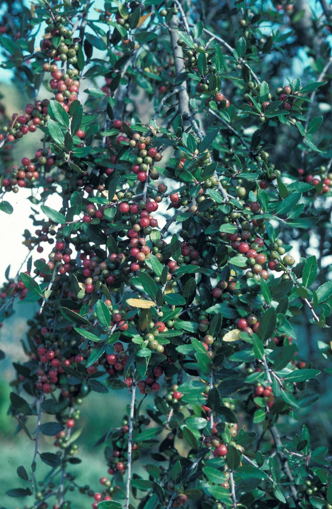 Ilex vomitoria 'Pendula' Fruit and Leaf