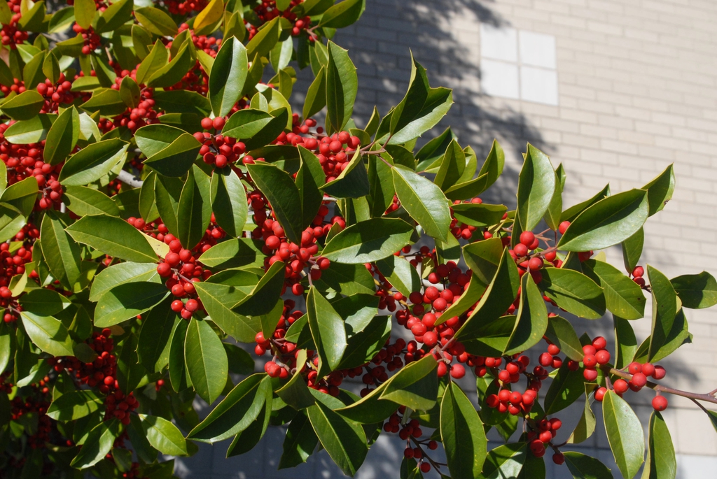 Ilex x attenuata 'Savannah'