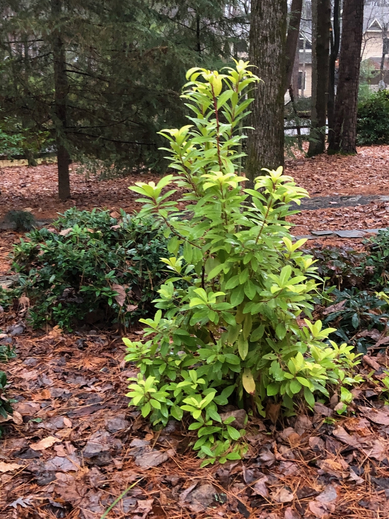 Illicium parviflorum (Hardy Anise Shrub, Small Anise Tree, Yellow Anise