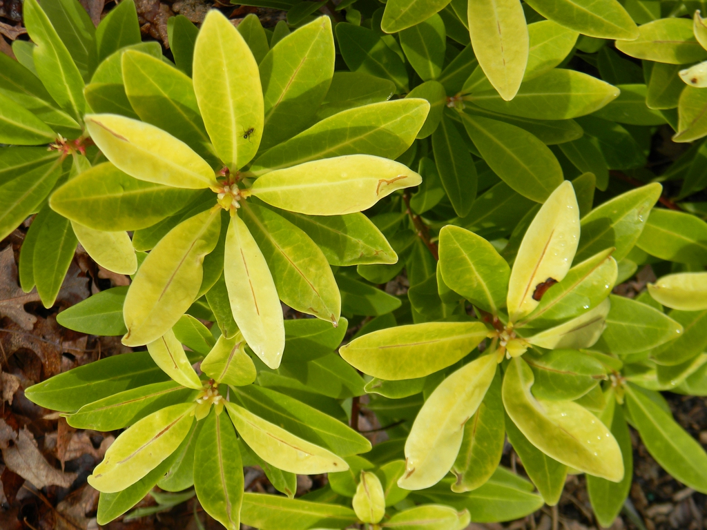 Illicium parviflorum 'Florida Sunshine'