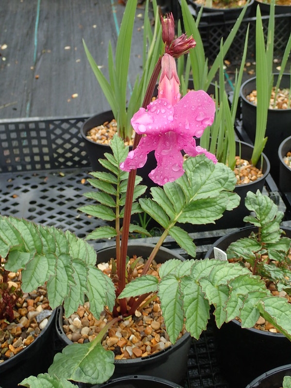 Pink tubular flowers.