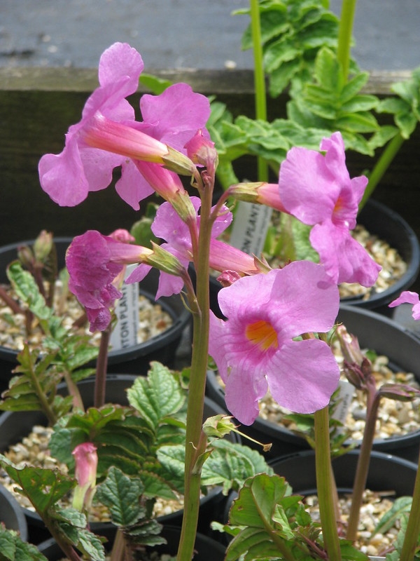 Pink tubular flowers.