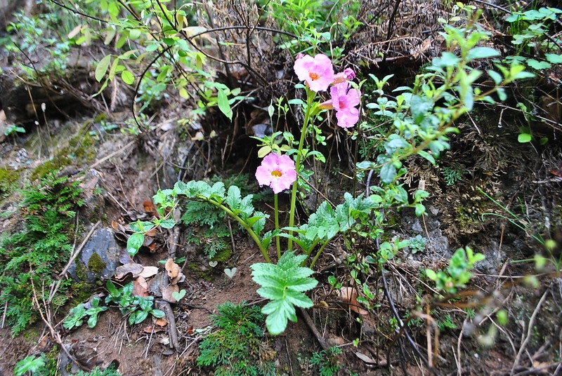 Rosette plant with pink tubular flowers.