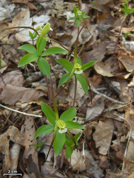 Isotria verticillata