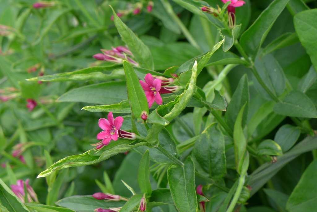 Leafy shoot with solitary pink flowers