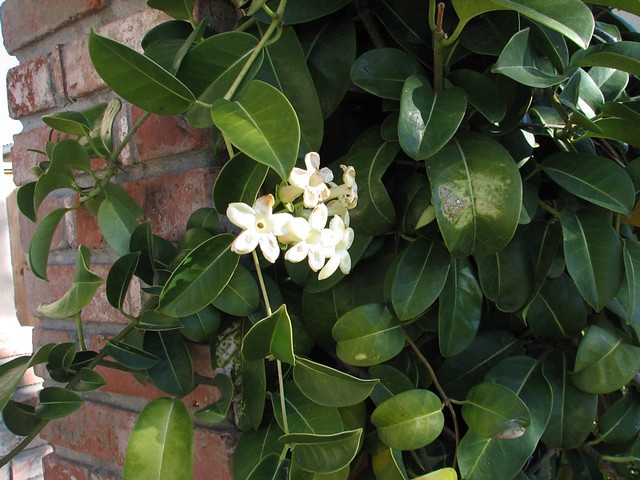Jasminum x stephanense