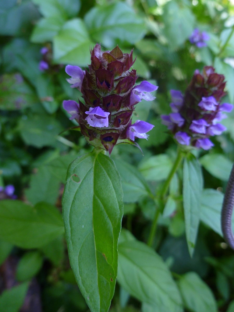 100 Heal All (Prunella Vulgaris) Herb Flower Seeds – Purple Blooms, Medicinal & Culinary Uses