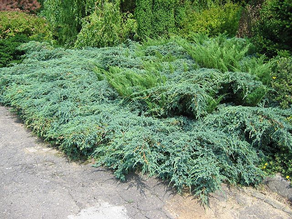Juniperus × pfitzeriana
