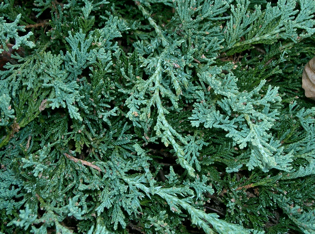 'Wiltonii" Leaf closeup