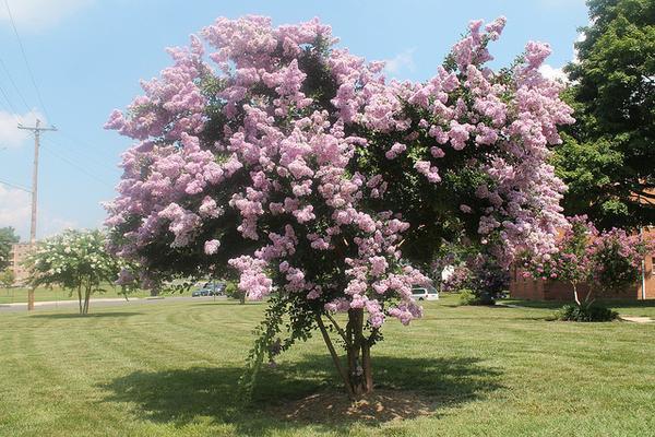 Lagerstroemia Indica Common Crape Myrtle Crape Flower Crape Myrtle Lagerstroemia Indica Common Crape Myrtle Crape Flower Crape Myrtle