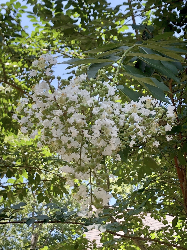 Flowers - July - Wake Co., NC