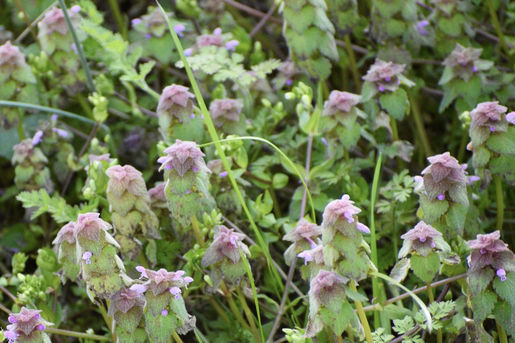 Dead-nettle: the herbaceous plant in detail - Plantura