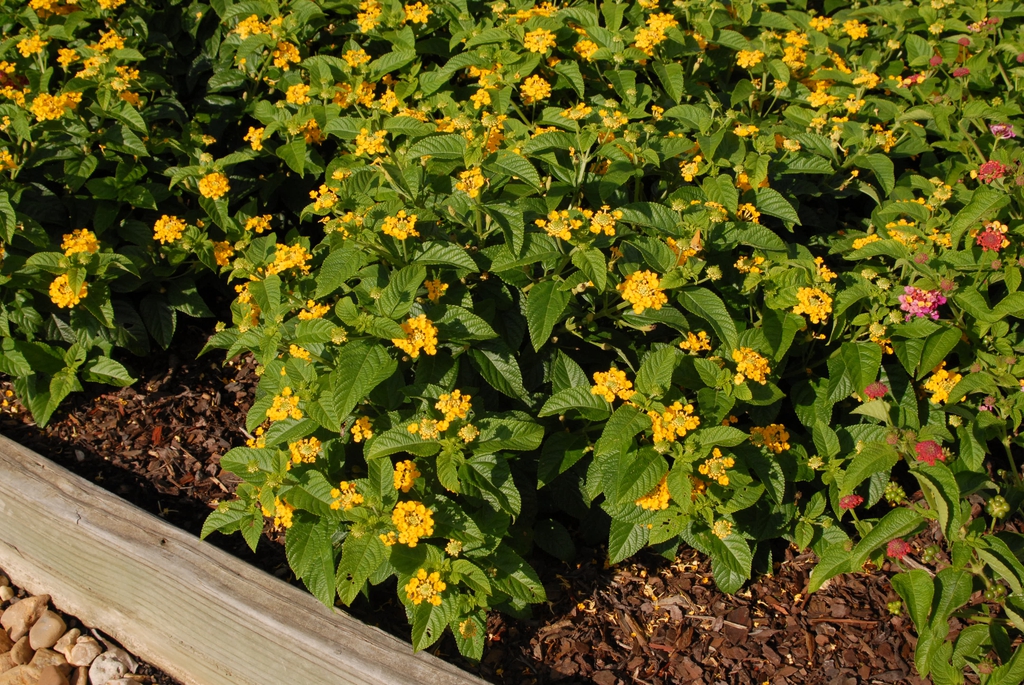 Lantana camara