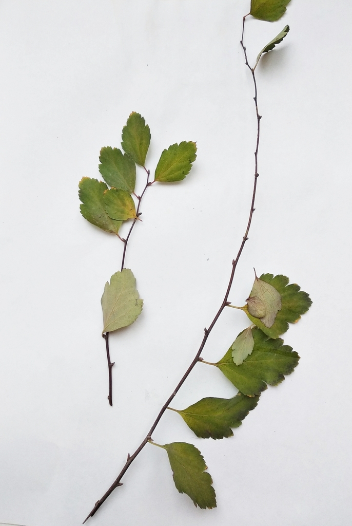 Leaves and stem in December in Kyiv, Ukraine