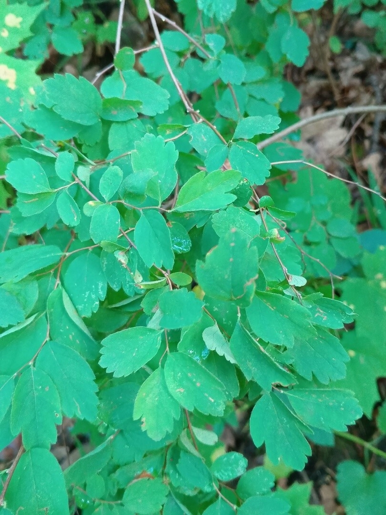 Leaves and stem in August in Mokshanskiy Rayon, Russia