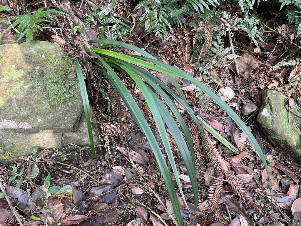 Leaves in April in Taichung County, Taiwan