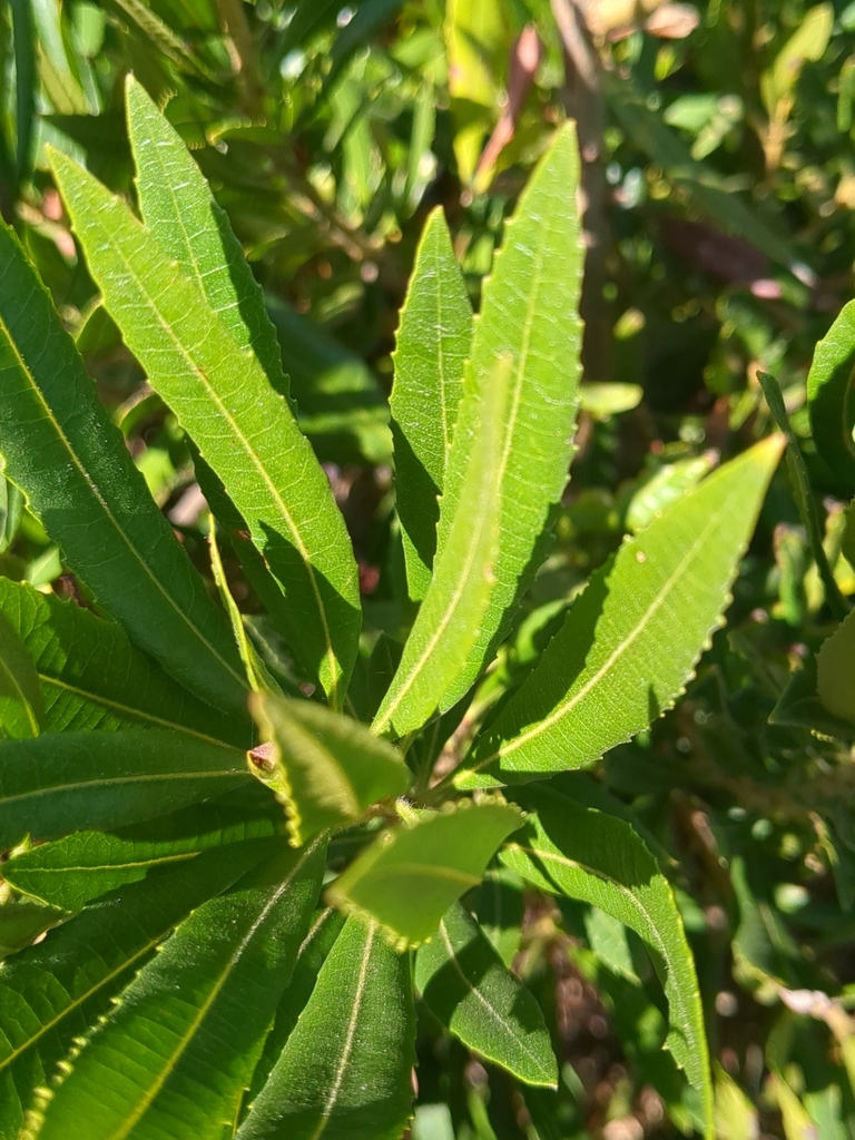 Yerba mate