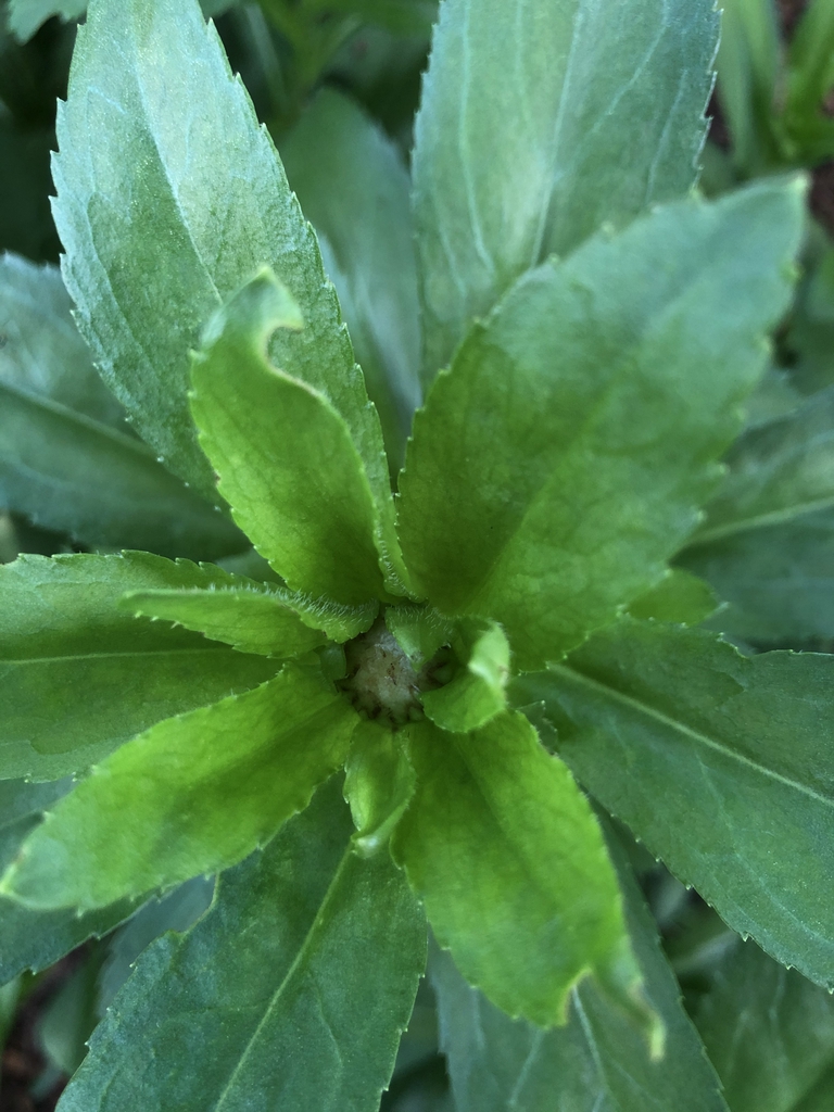 Leucanthemum x superbum
