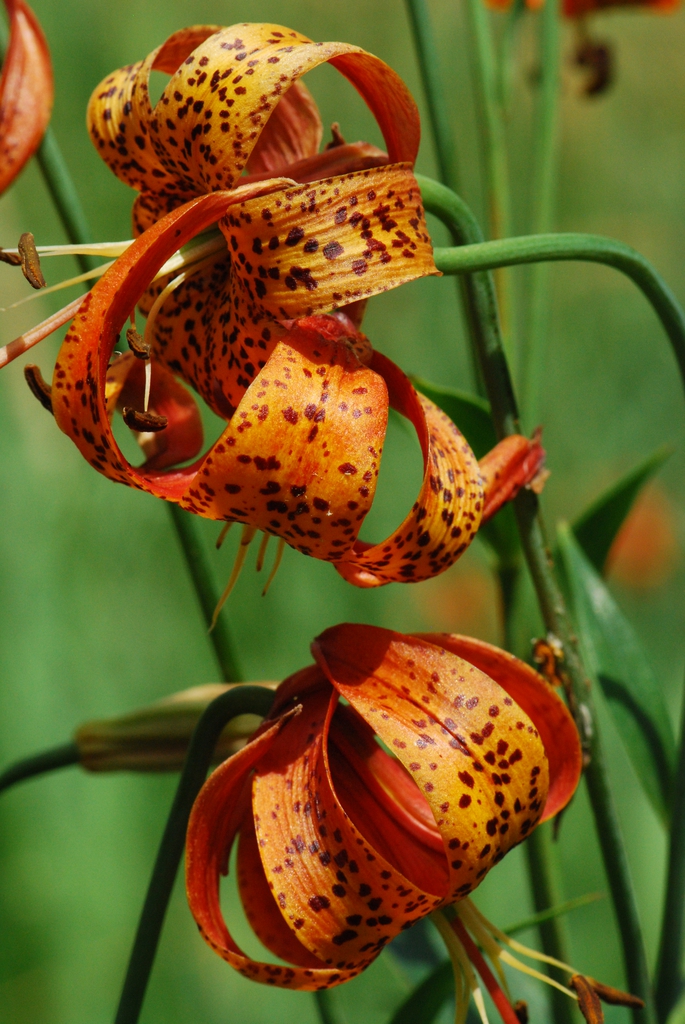 Lillium michiganense