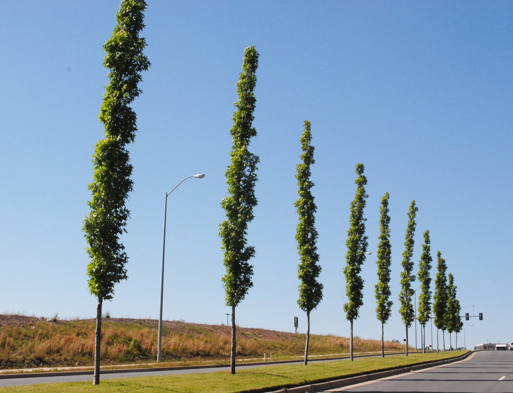Liquidambar styraciflua 'Slender Silhouette' Form