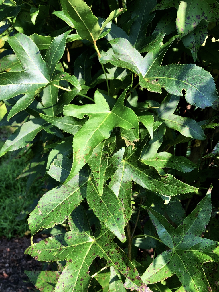 'Slender Silhouette' Leaves - Aug. 12 - Wake Co., NC