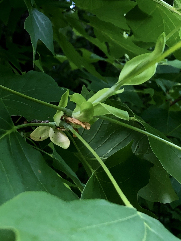 Liriodendron tulipifera