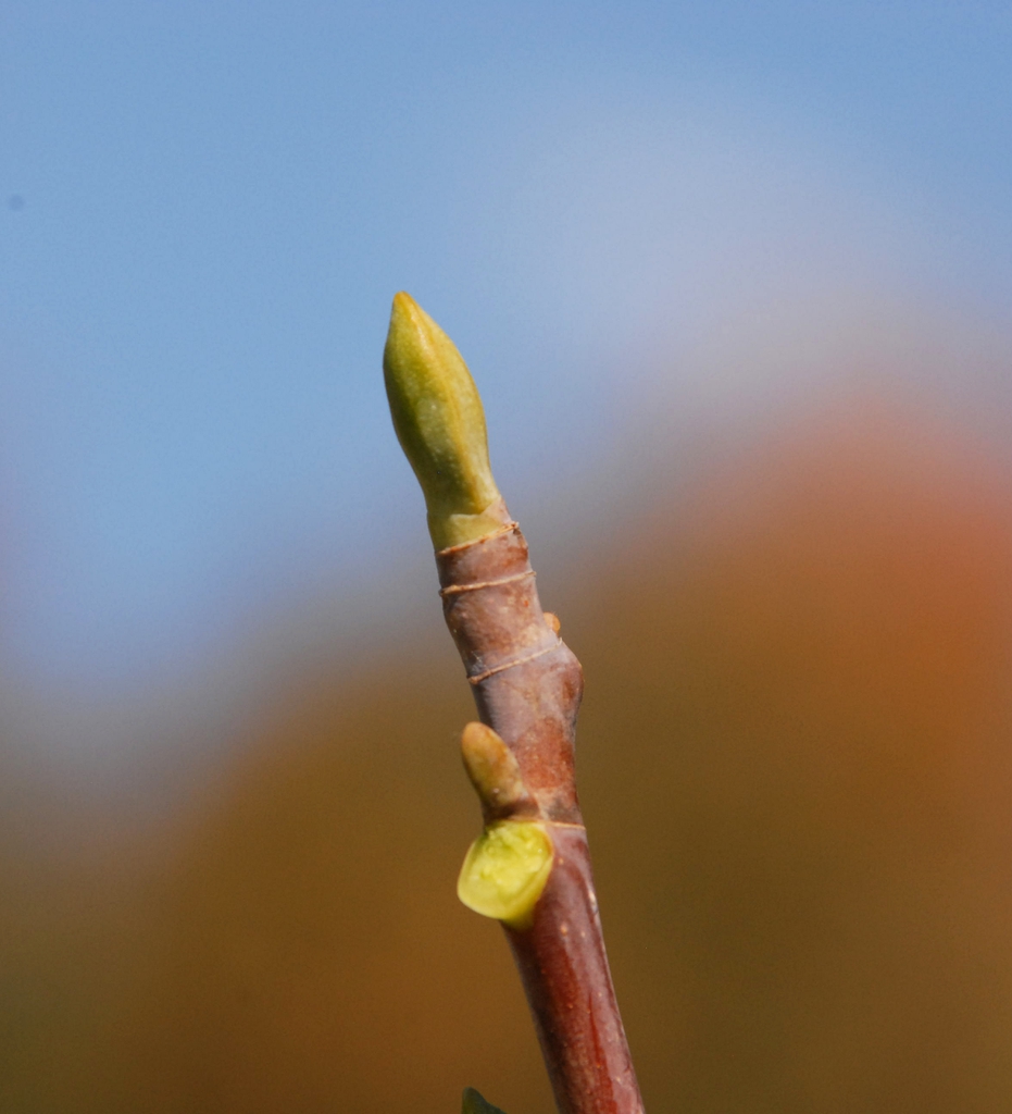 Bud