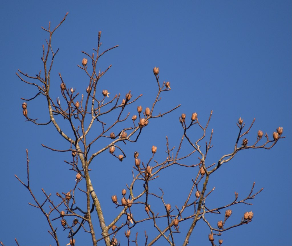 Liriodendron tulipifera