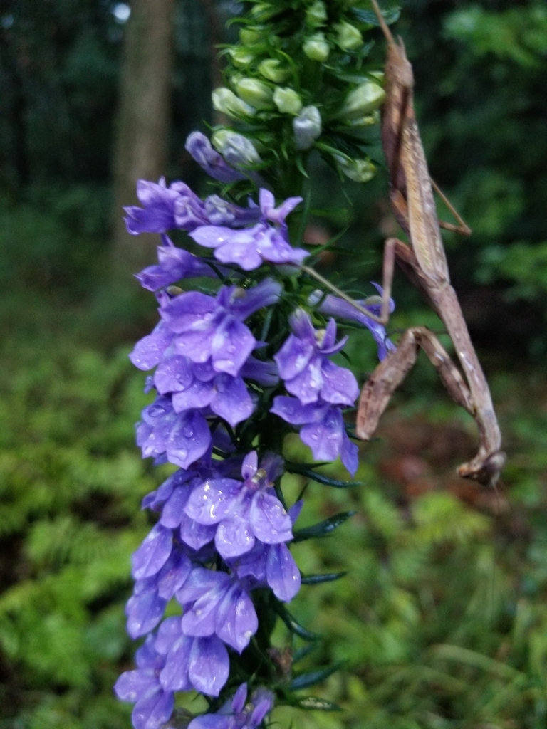 blue-lobelia-lobelia-elongata-care-guide