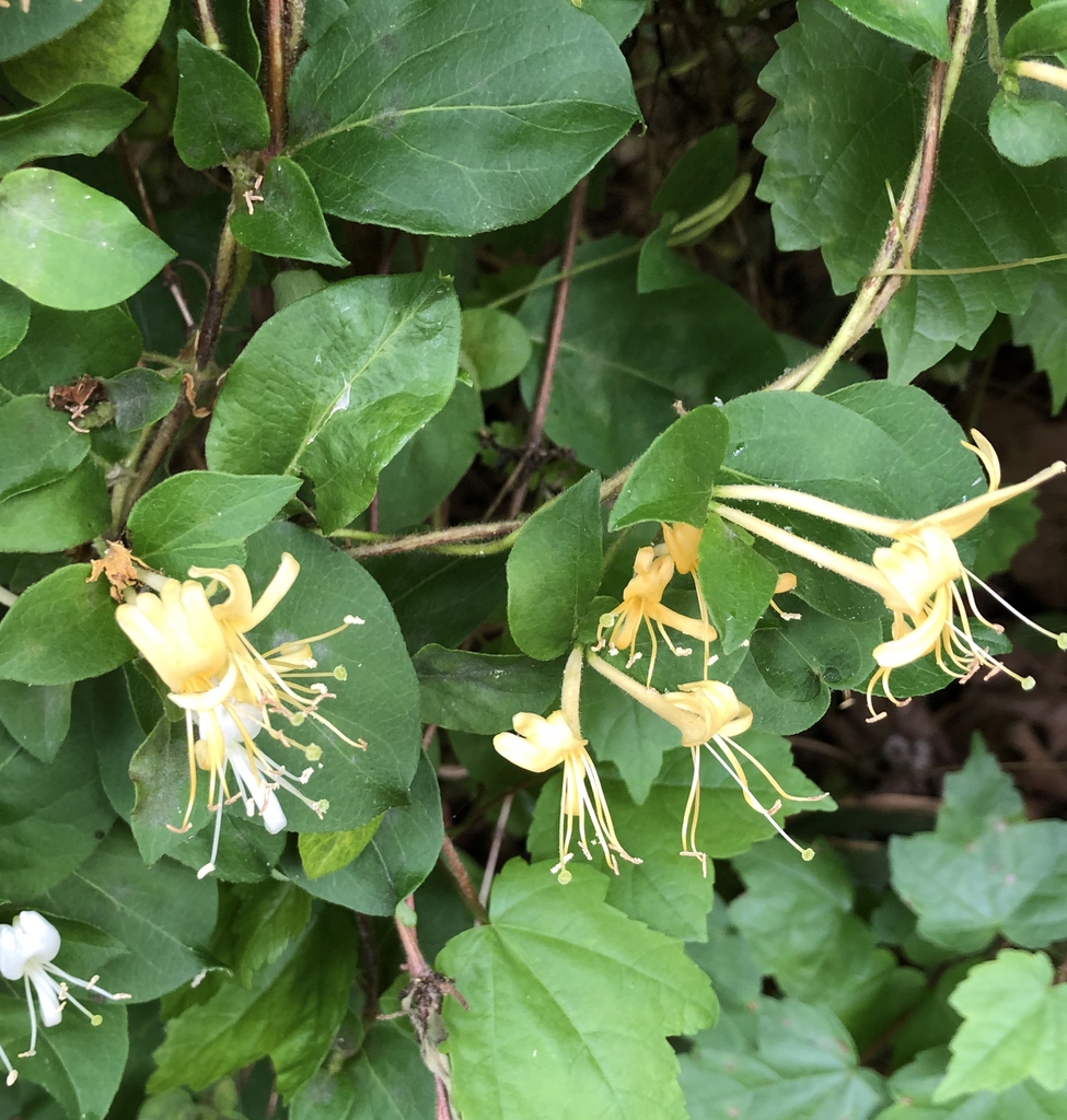 Lonicera sempervirens
