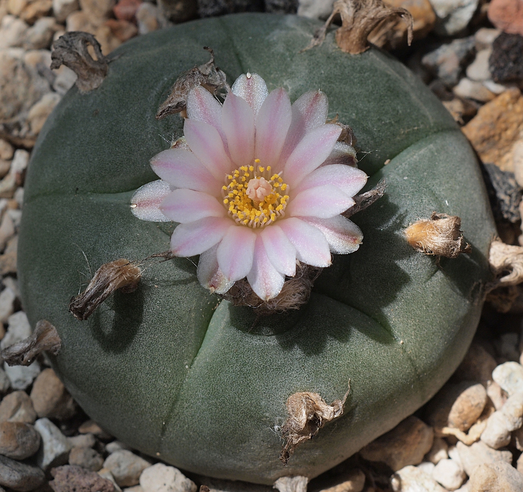 Mescaline Cactus Mescaline Cactus