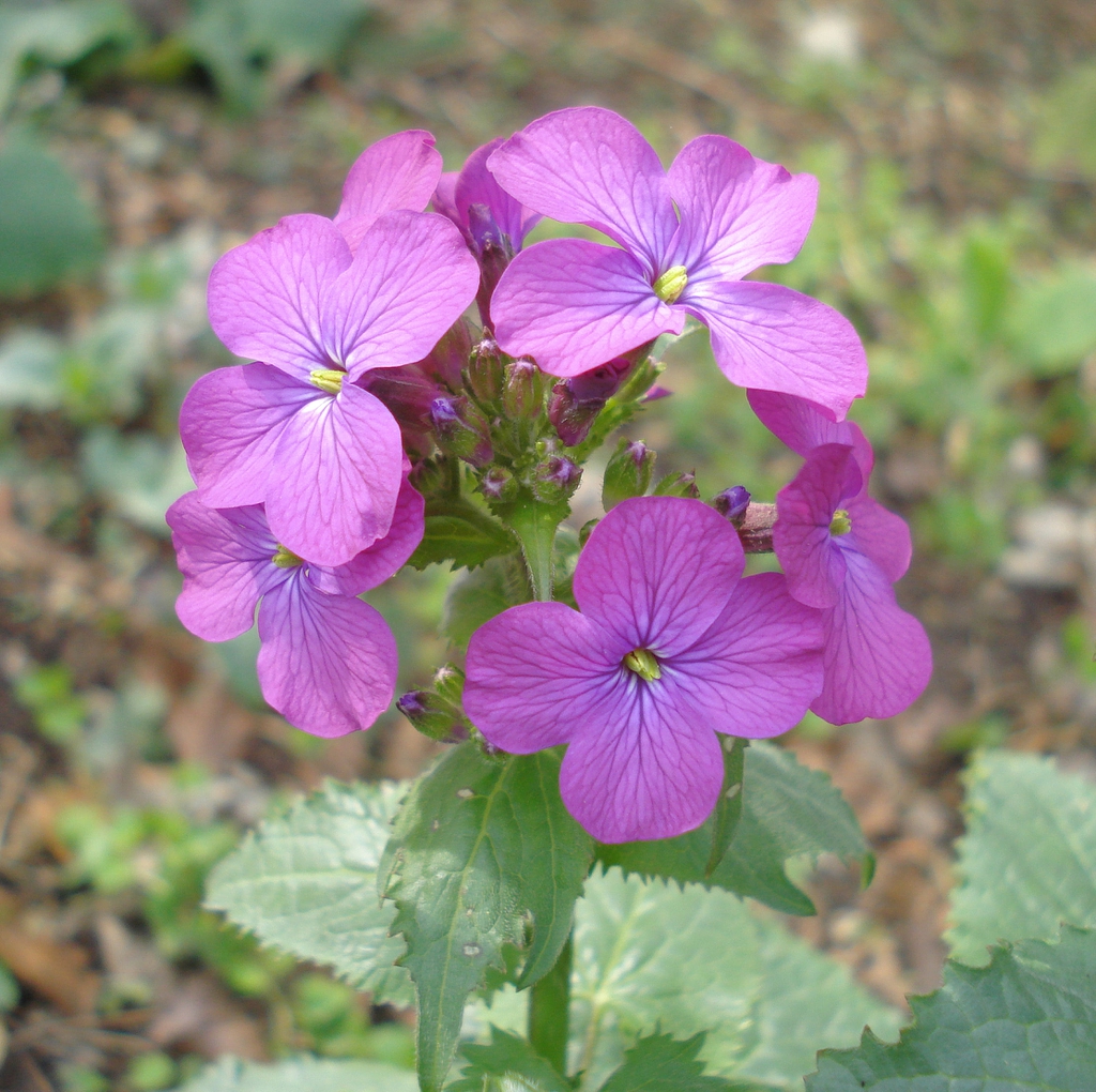 Lunaria Annua Annual Honesty Dollar Plant Honesty Lunaria Money Plant Moneywort Moonwort Silver Dollar North Carolina Extension Gardener Plant Toolbox