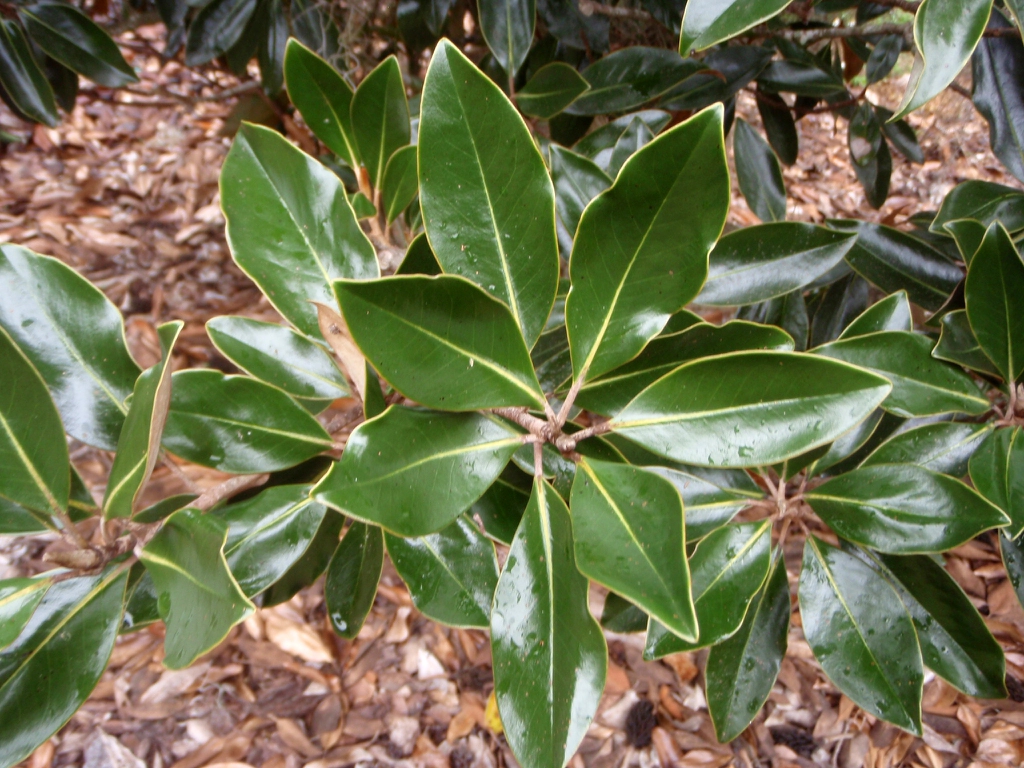 'Little Gem' Leaf