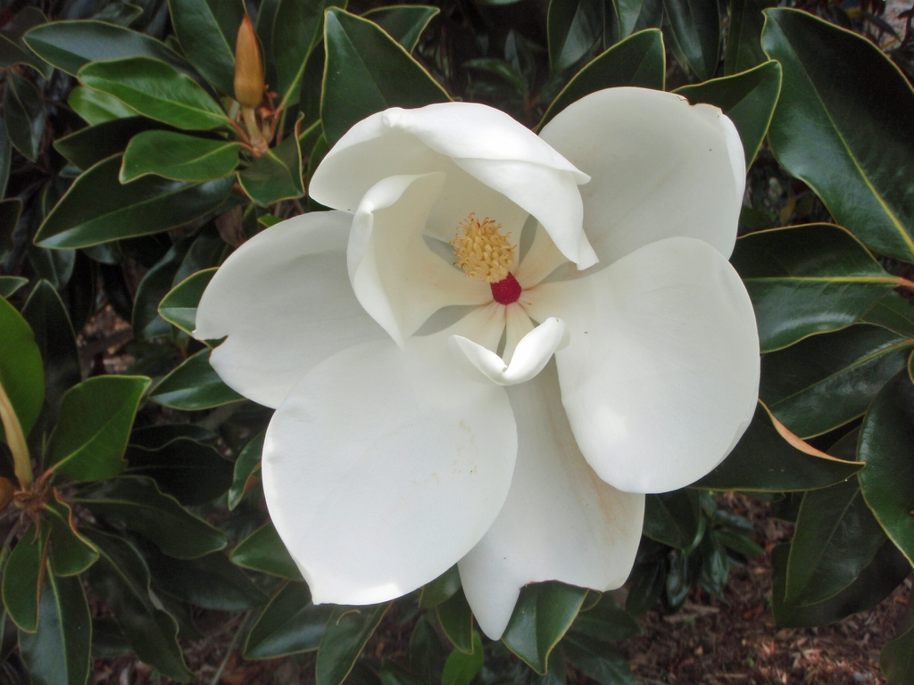 'Little Gem' Flower Detail