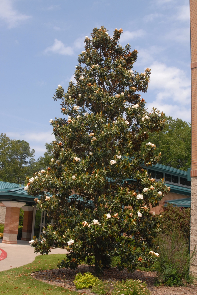 Magnolia grandiflora 'Little Gem' Form