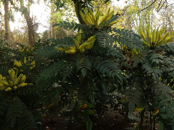Mahonia x media