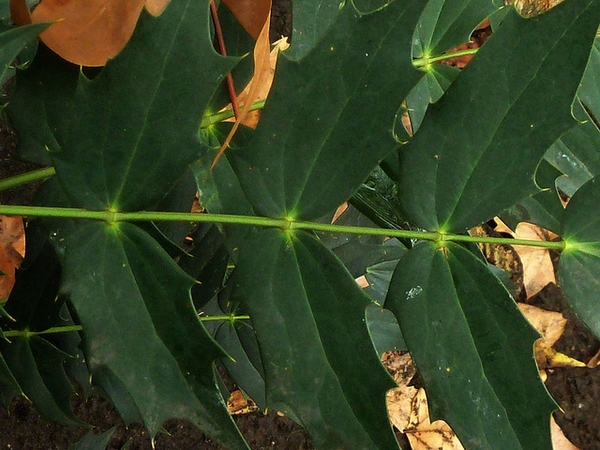 Mahonia x media close up of spiny leaflets