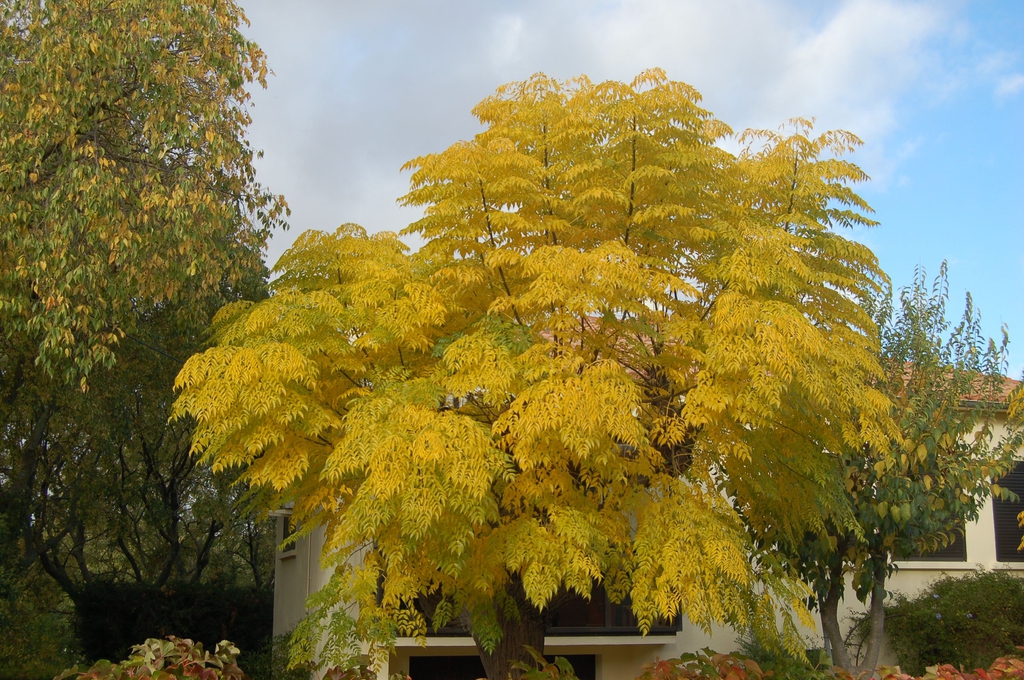 Fall color