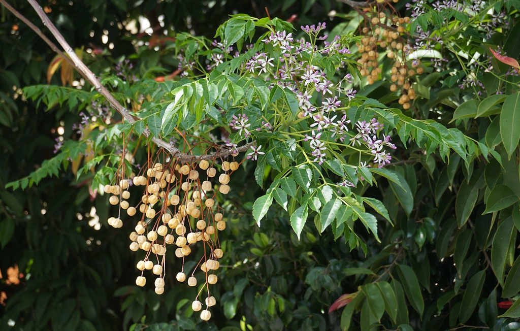 Flowers and fruits.